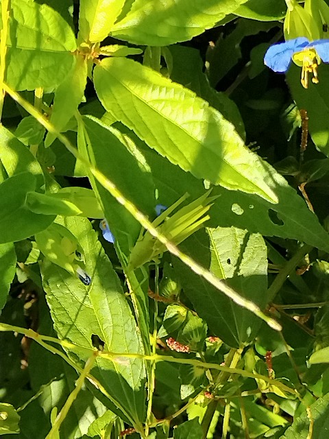 f:id:a_shinonome:20250924085014j:image