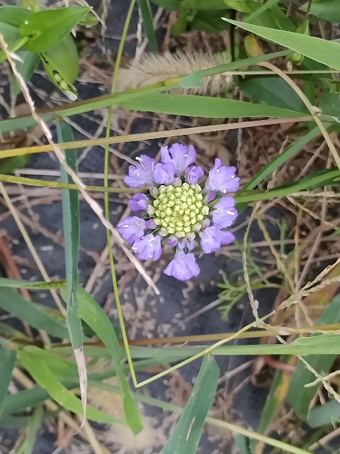 f:id:a_shinonome:20250926101637j:image