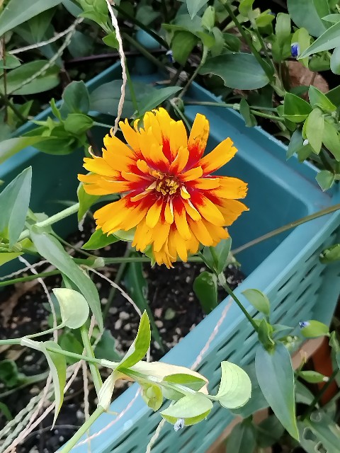 f:id:a_shinonome:20250928223534j:image