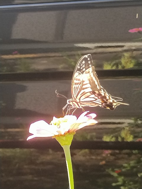 f:id:a_shinonome:20251008083845j:image