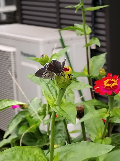 f:id:a_shinonome:20251013224113j:image