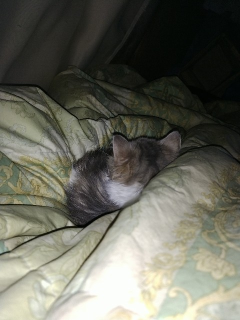 f:id:a_shinonome:20251019091532j:image