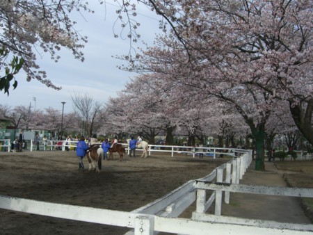 f:id:a_sue:20090404154441j:image:w200 f:id:a_sue:20090404154441j:image:w200