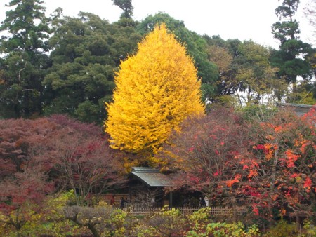 f:id:a_sue:20091205113517j:image:w200