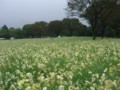 f:id:a_sue:20111022142123j:image:medium