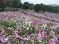 f:id:a_sue:20111022145225j:image:medium