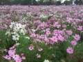 f:id:a_sue:20111022150141j:image:medium