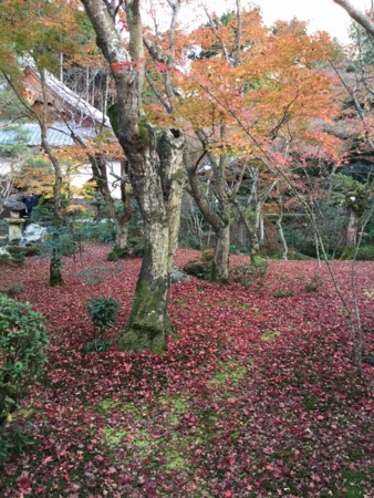 f:id:a_sue:20151124162216j:image:w360 f:id:a_sue:20151124162216j:image:w360