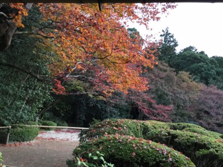 f:id:a_sue:20151124163338j:image:w360 f:id:a_sue:20151124163338j:image:w360