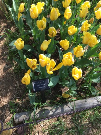 f:id:a_sue:20160430135325j:image:w360 f:id:a_sue:20160430135325j:image:w360