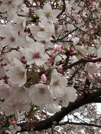 f:id:a_sue:20200328133407j:plain f:id:a_sue:20200328133407j:plain