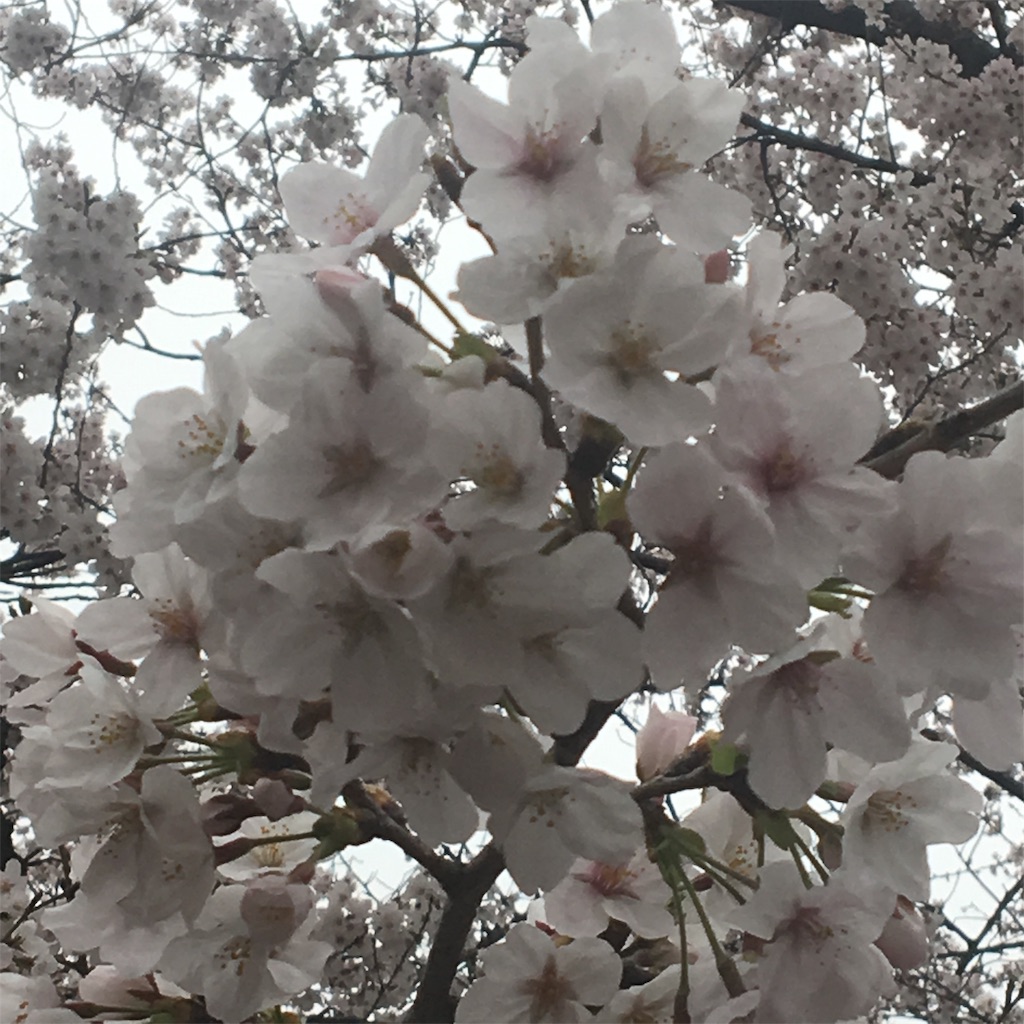f:id:a_yellow_bird:20190330130647j:image
