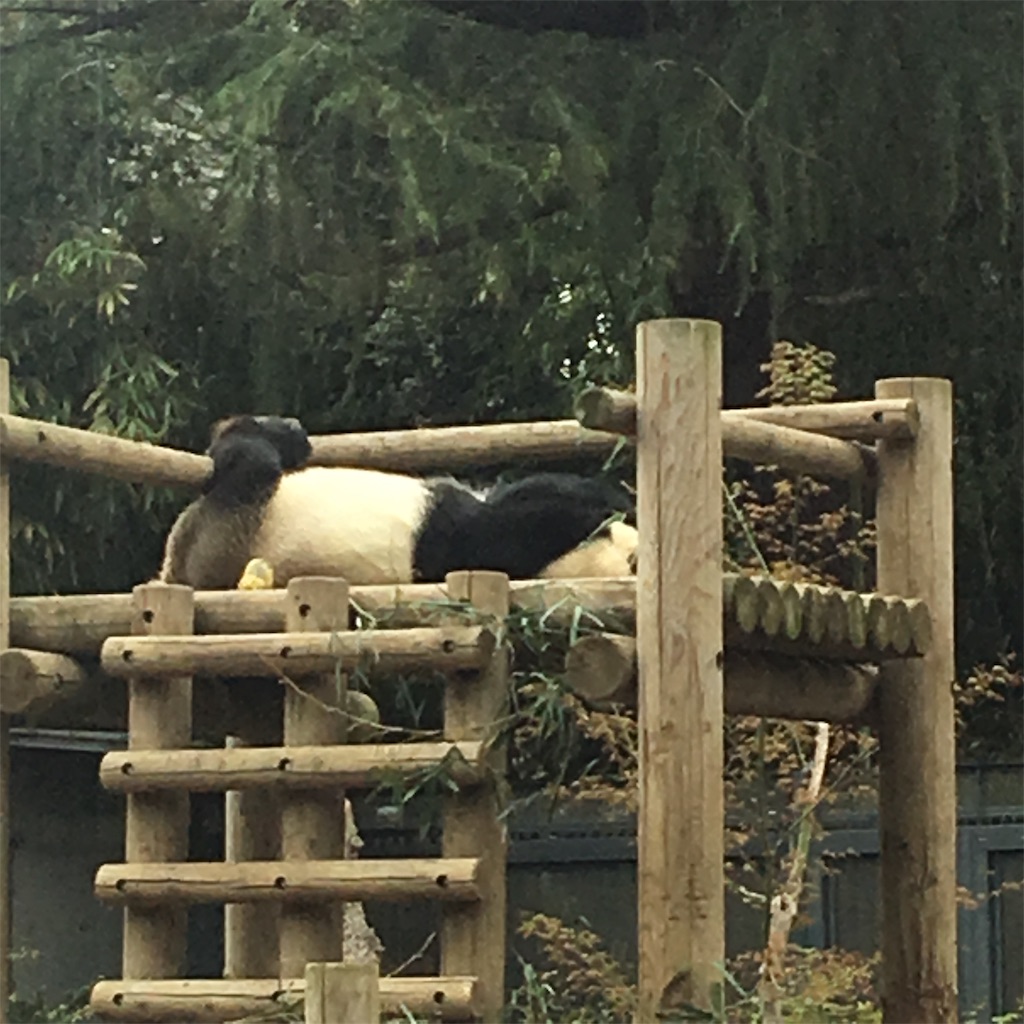 f:id:a_yellow_bird:20190330130655j:image