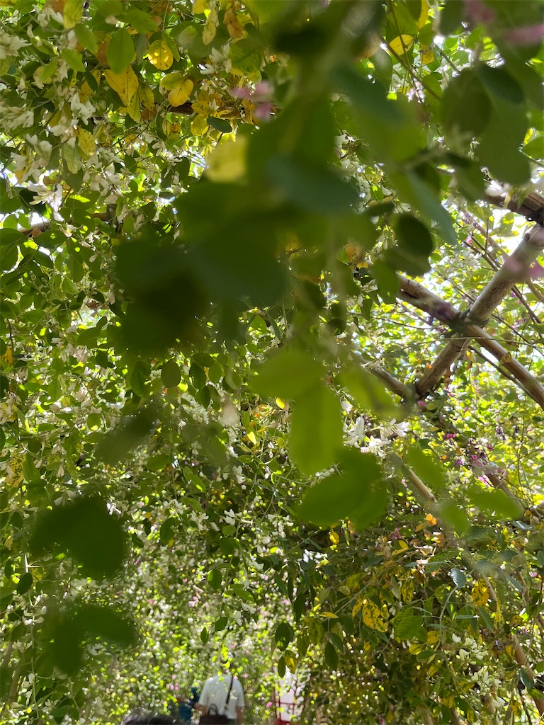 f:id:a_yellow_bird:20221002184614j:image