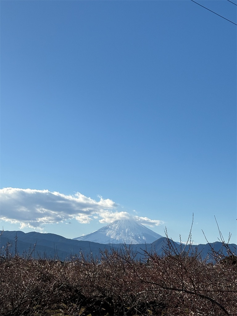 f:id:a_yellow_bird:20250214083845j:image