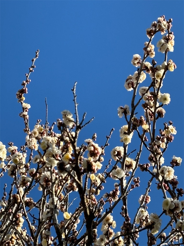 f:id:a_yellow_bird:20250214083935j:image
