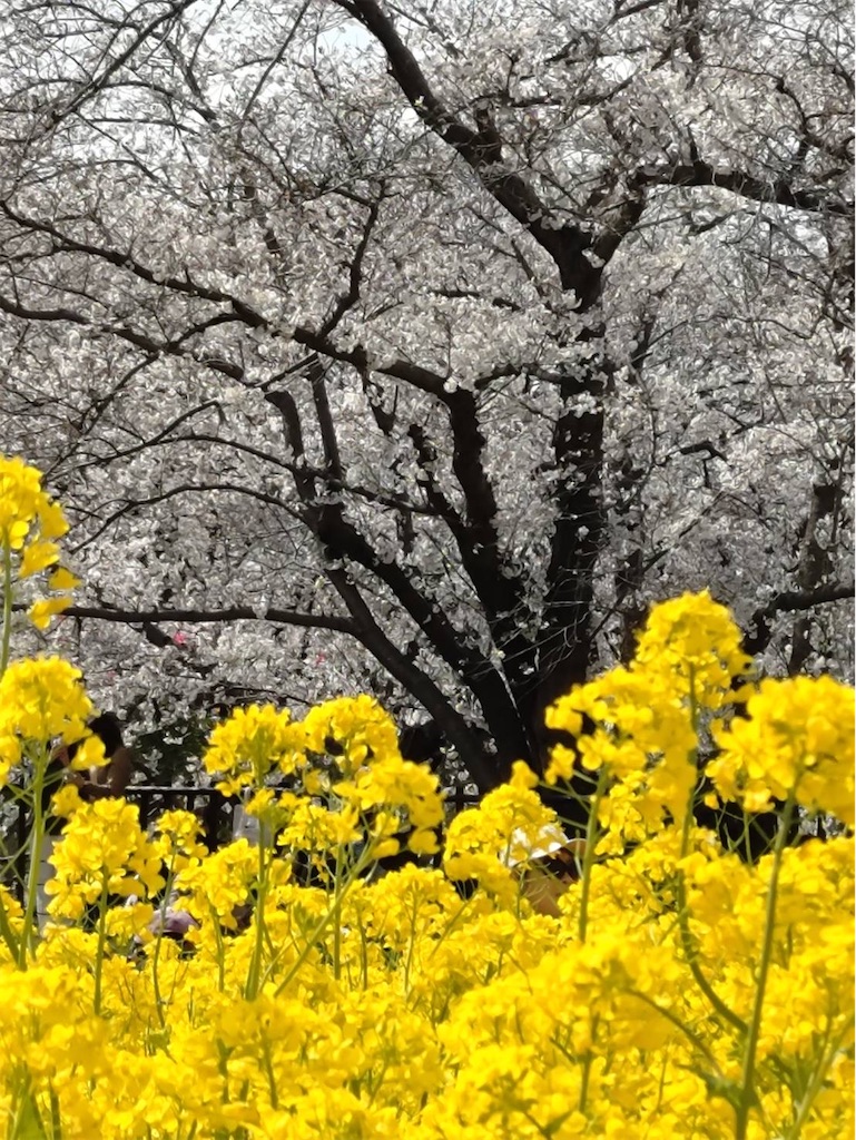 f:id:a_yellow_bird:20250414023532j:image