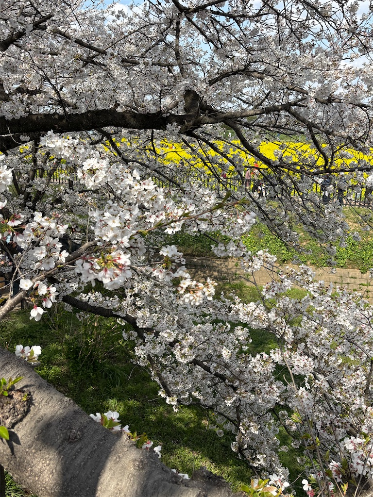 f:id:a_yellow_bird:20250414023554j:image