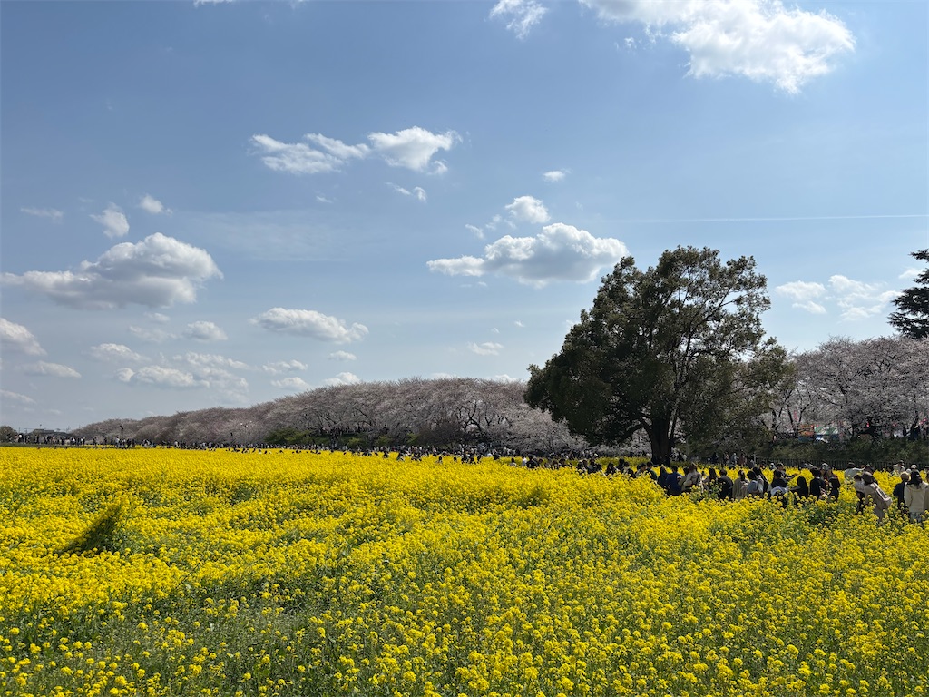 f:id:a_yellow_bird:20250414023610j:image