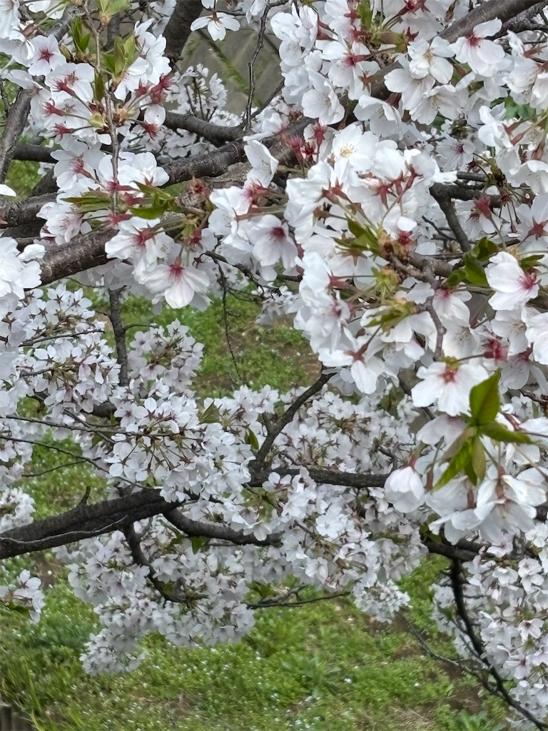 f:id:a_yellow_bird:20250414023612j:image