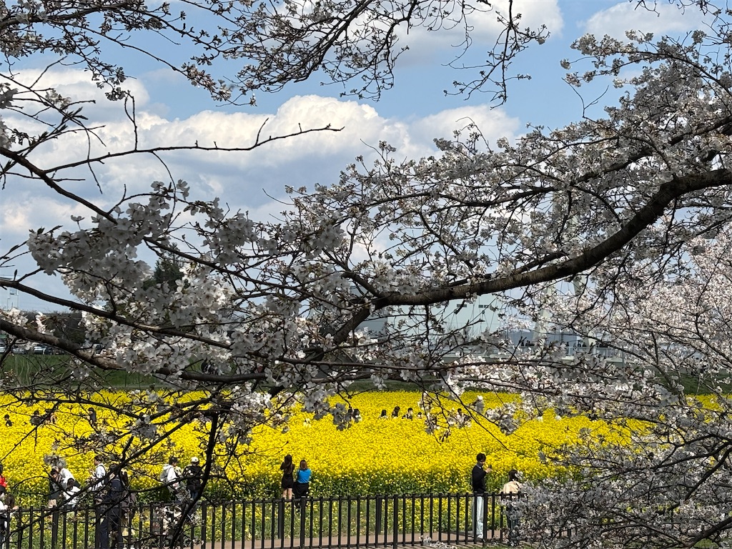 f:id:a_yellow_bird:20250414023615j:image