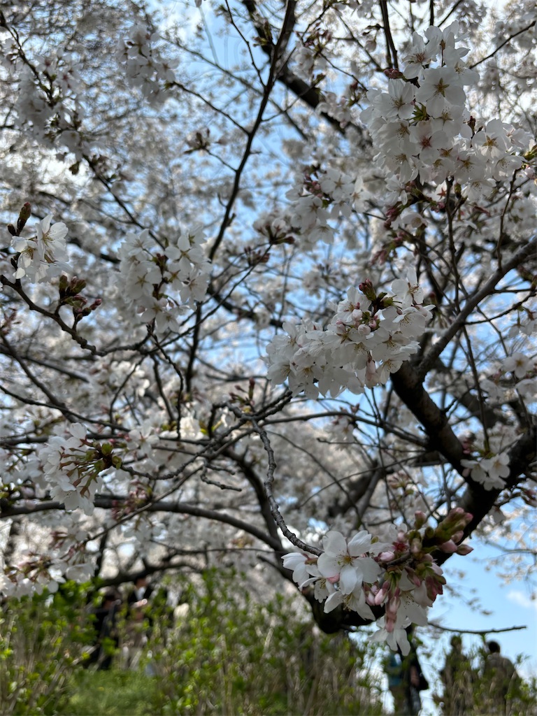 f:id:a_yellow_bird:20250414023622j:image