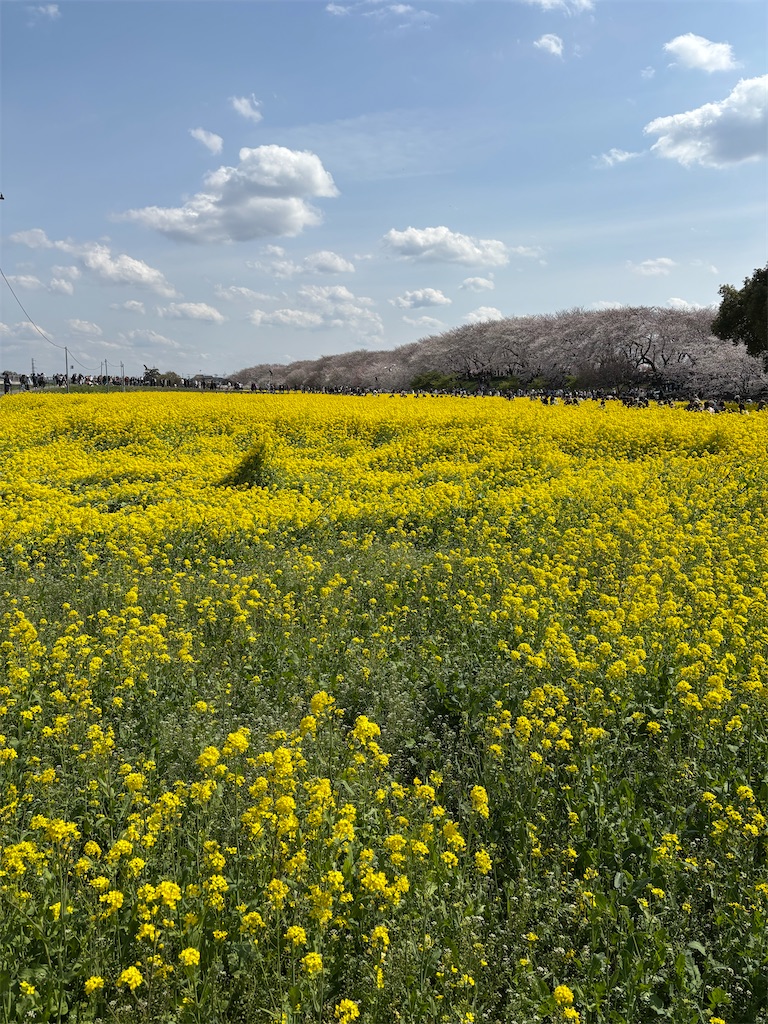 f:id:a_yellow_bird:20250414023629j:image