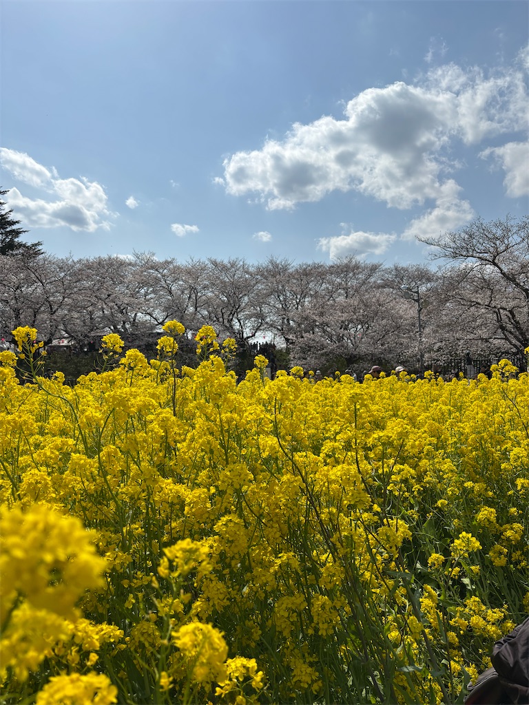 f:id:a_yellow_bird:20250414023640j:image