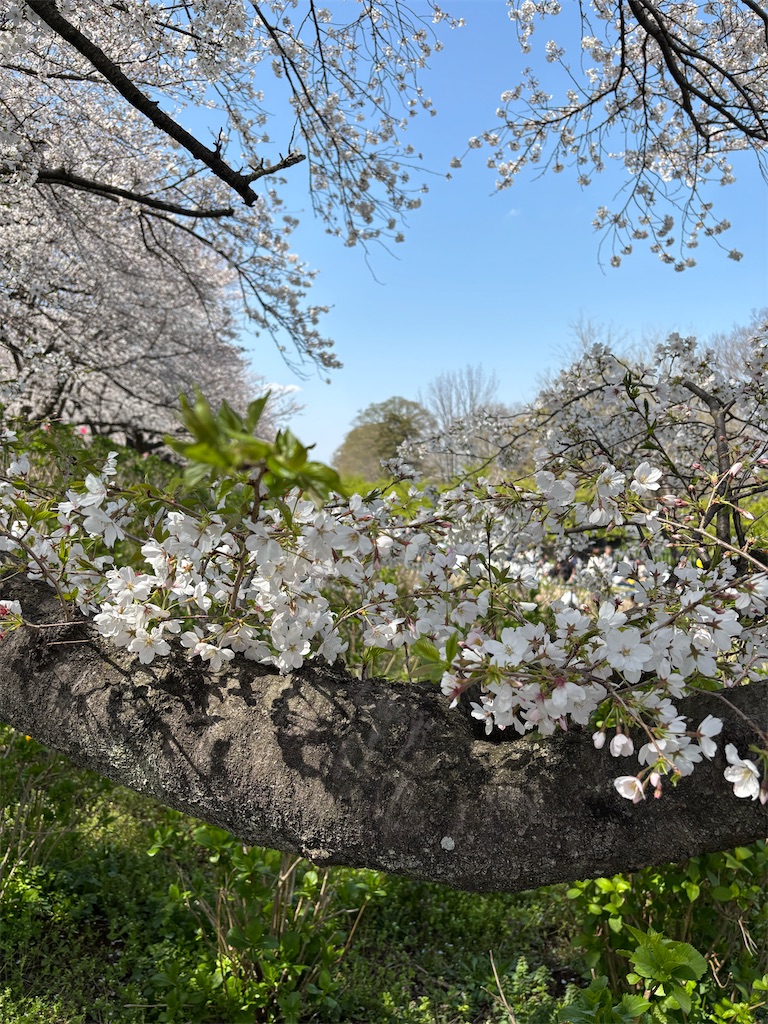 f:id:a_yellow_bird:20250414023643j:image