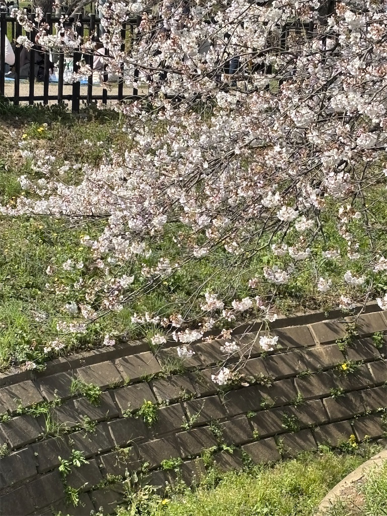 f:id:a_yellow_bird:20250414023650j:image