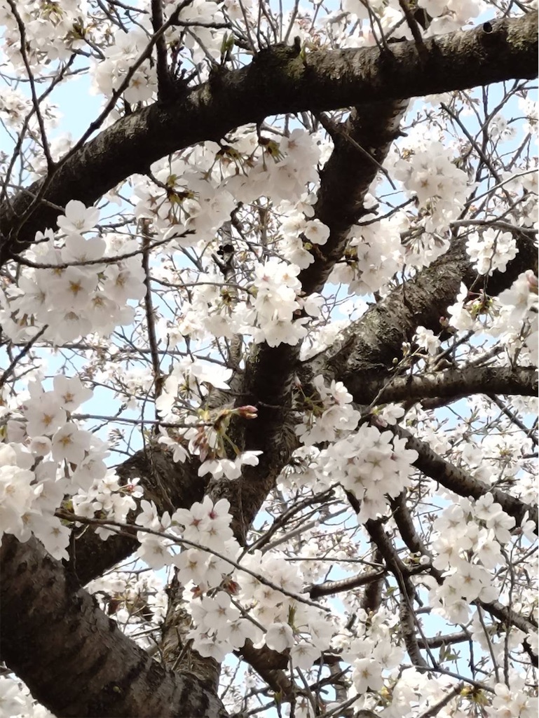 f:id:a_yellow_bird:20250414023653j:image