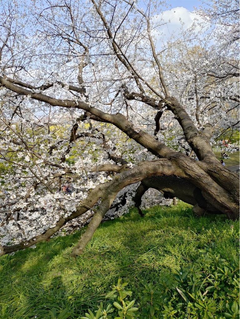 f:id:a_yellow_bird:20250414023703j:image