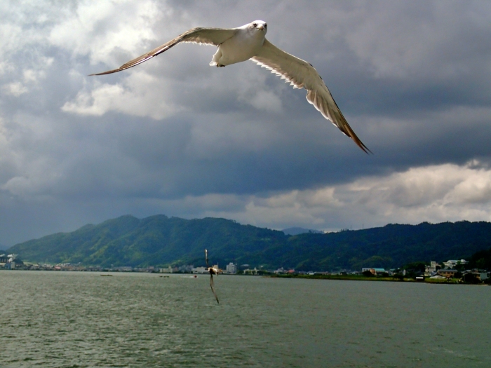 すぐ近くを飛空するカモメ