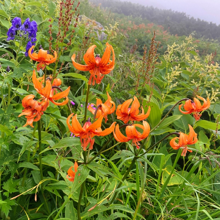 色んな種類の高山植物