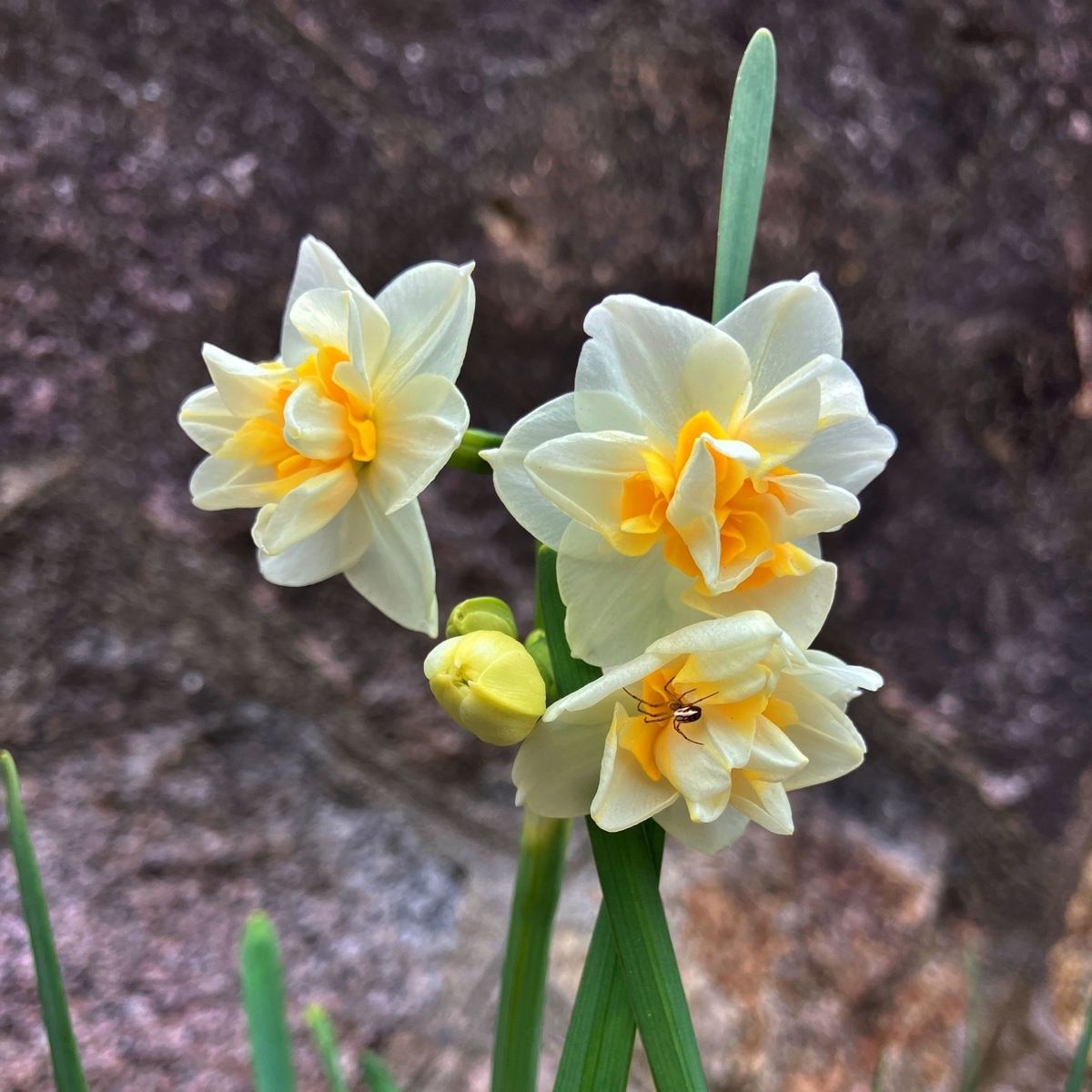 スイセンの花に潜む小さな蜘蛛