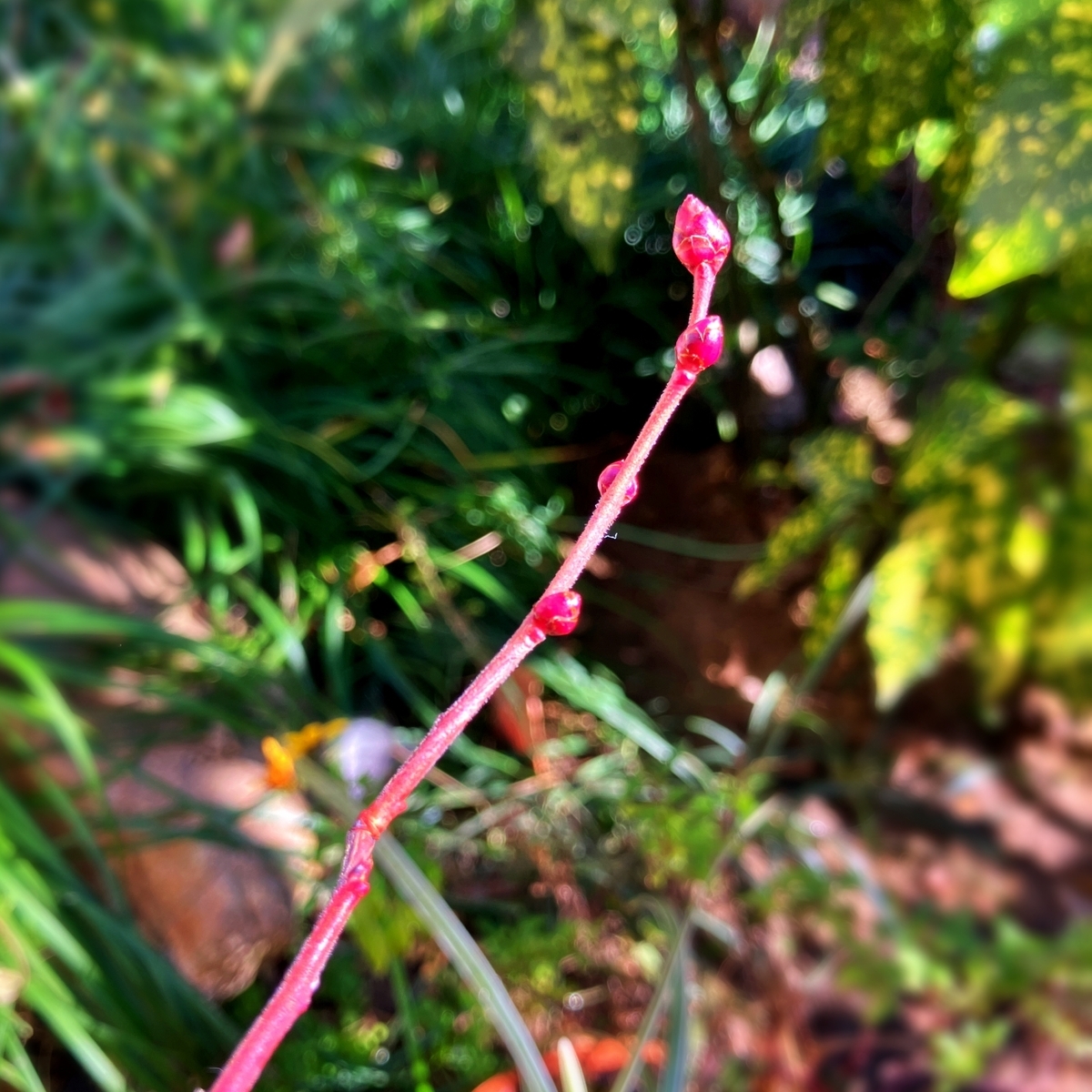 枝、芽ともに赤くなったブルーベリー