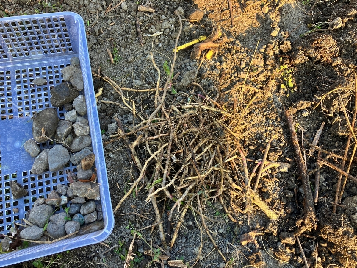 かごに集めた石とセイタカアワダチソウ、その他の根