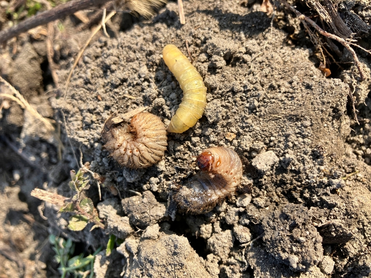 カナブンらしき幼虫と黄身がかったウジ虫型の幼虫