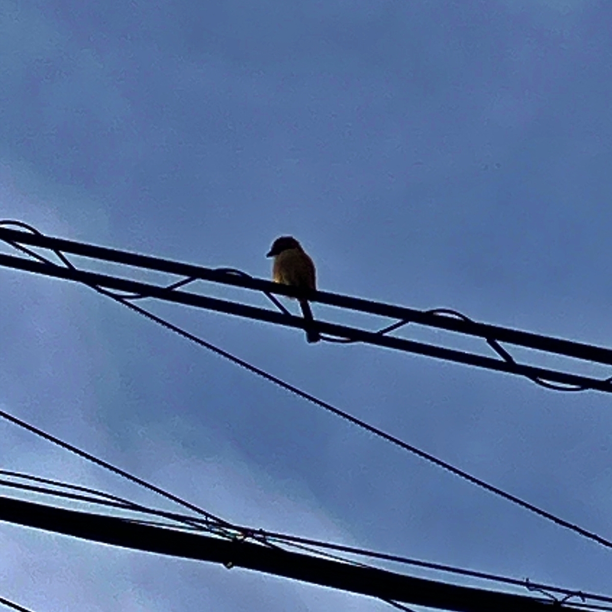 電線に留まるモズ