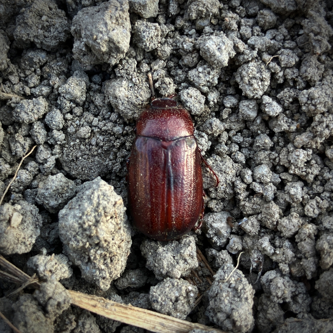 掘り起こした土から出てきた赤茶色の甲虫