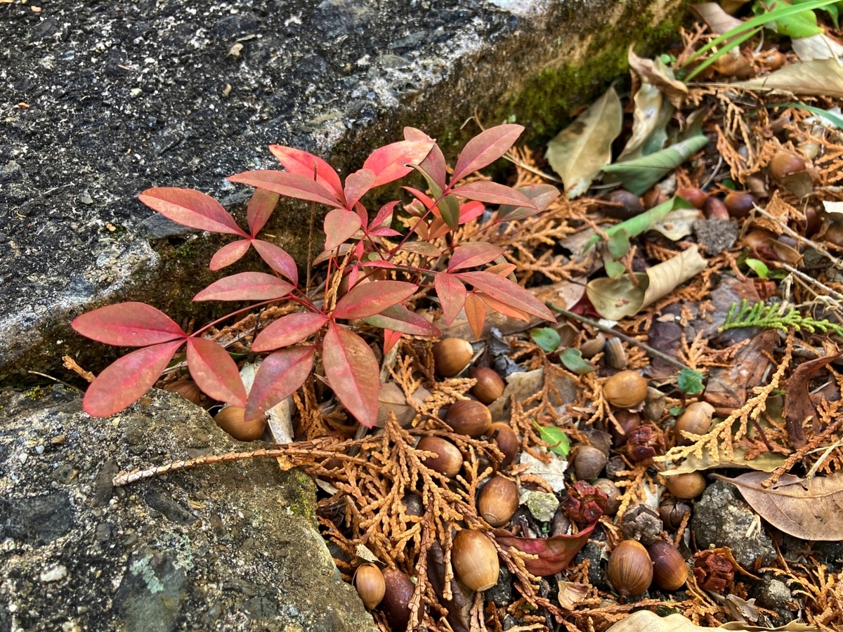 散らばるどんぐりと舗装と土の隙間から芽生えたナンテン