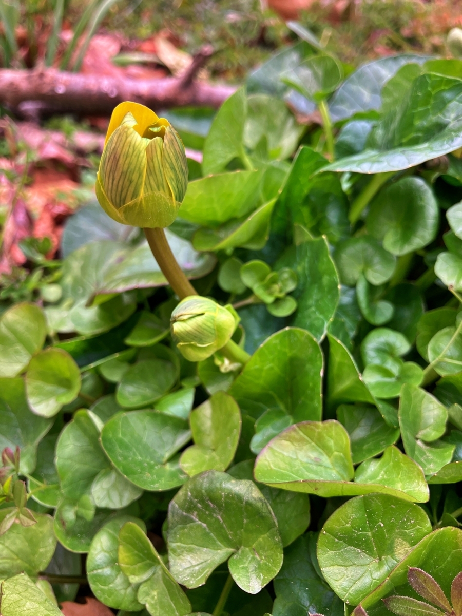 生い茂る葉の間から立ち上がった蕾