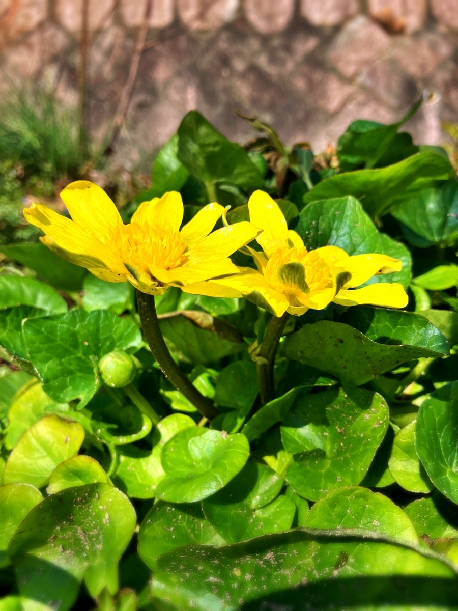 完全に開花したキクザキリュウキンカ