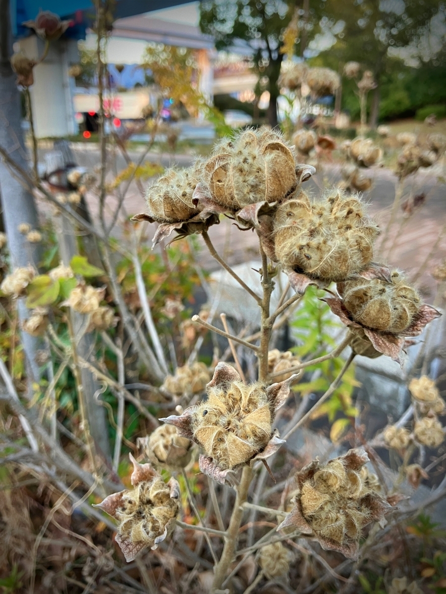 歩道沿いの植え込みに生える芙蓉