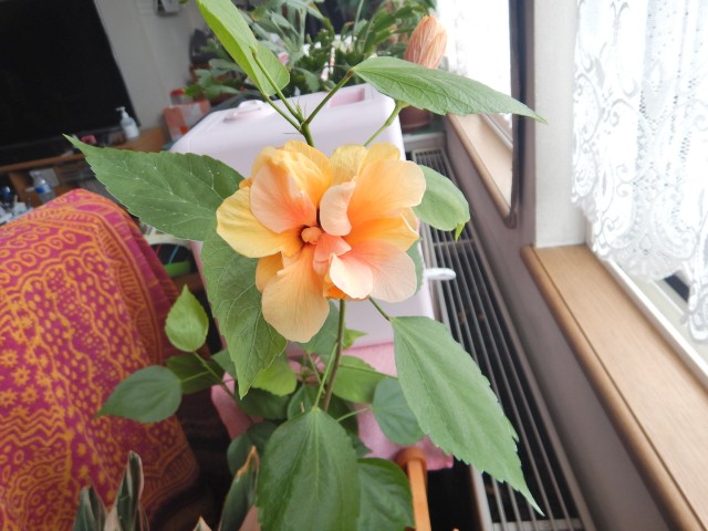 f:id:aaa4989da:20210217151417j:image