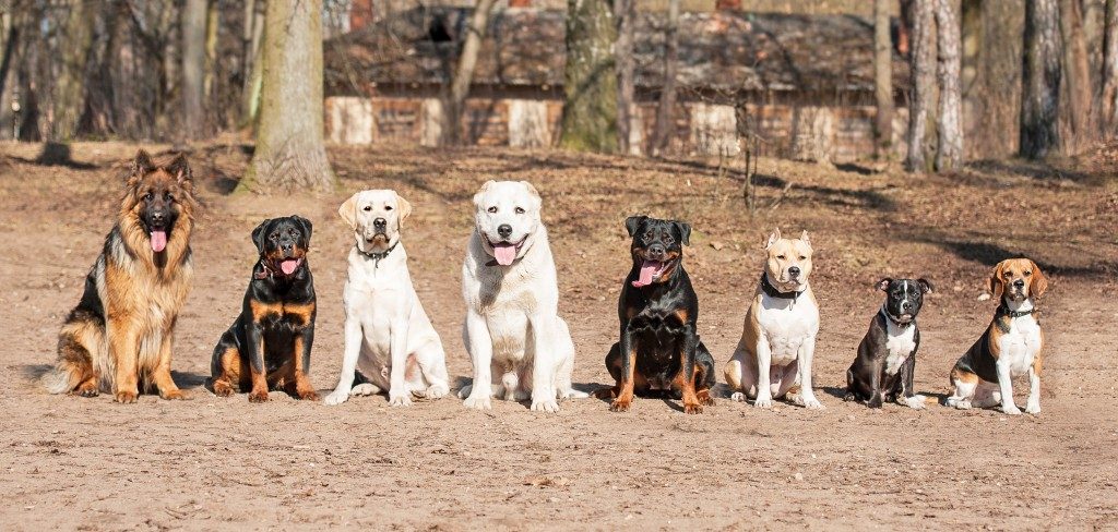 private dog training classes near me