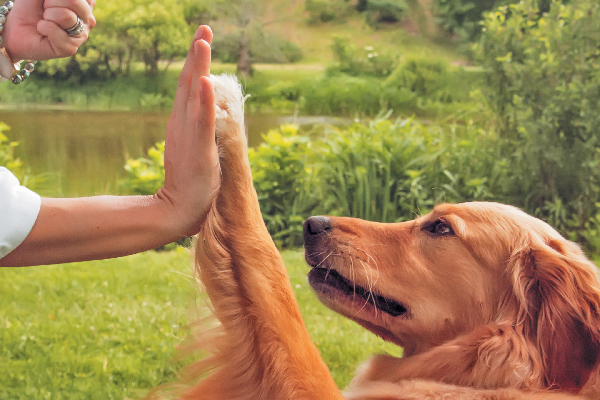 Effective Techniques for Dog Obedience Training - aaadogtraining's blog