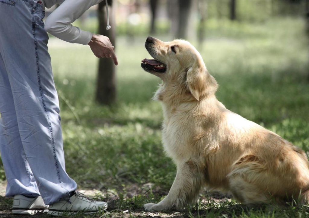 f:id:aaadogtraining:20190831174715j:plain
