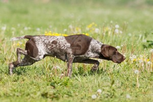 f:id:aaadogtraining:20191018153621j:plain