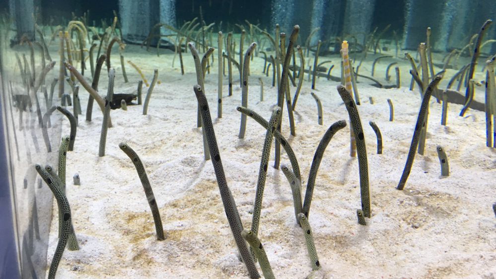 すみだ水族館